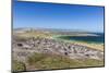 Gentoo penguin (Pygoscelis papua) breeding colony on the slopes of Carcass Island, Falkland Islands-Michael Nolan-Mounted Photographic Print