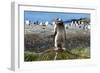 Gentoo penguin (Pygoscelis papua) close up, Prion Island, South Georgia, Antarctica, Polar Regions-Michael Runkel-Framed Photographic Print