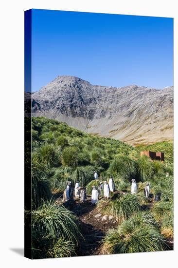 Gentoo Penguin (Pygoscelis papua) colony, Godthul, South Georgia, Antarctica, Polar Regions-Michael Runkel-Stretched Canvas