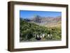 Gentoo Penguin (Pygoscelis papua) colony, Godthul, South Georgia, Antarctica, Polar Regions-Michael Runkel-Framed Photographic Print