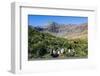 Gentoo Penguin (Pygoscelis papua) colony, Godthul, South Georgia, Antarctica, Polar Regions-Michael Runkel-Framed Photographic Print