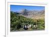 Gentoo Penguin (Pygoscelis papua) colony, Godthul, South Georgia, Antarctica, Polar Regions-Michael Runkel-Framed Photographic Print