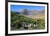 Gentoo Penguin (Pygoscelis papua) colony, Godthul, South Georgia, Antarctica, Polar Regions-Michael Runkel-Framed Photographic Print