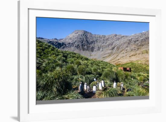 Gentoo Penguin (Pygoscelis papua) colony, Godthul, South Georgia, Antarctica, Polar Regions-Michael Runkel-Framed Photographic Print