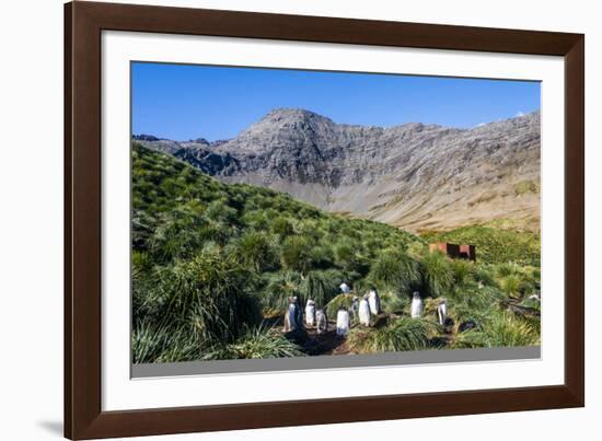 Gentoo Penguin (Pygoscelis papua) colony, Godthul, South Georgia, Antarctica, Polar Regions-Michael Runkel-Framed Photographic Print