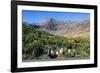 Gentoo Penguin (Pygoscelis papua) colony, Godthul, South Georgia, Antarctica, Polar Regions-Michael Runkel-Framed Photographic Print