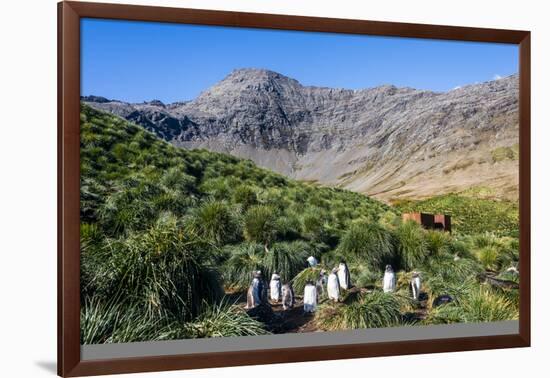 Gentoo Penguin (Pygoscelis papua) colony, Godthul, South Georgia, Antarctica, Polar Regions-Michael Runkel-Framed Photographic Print