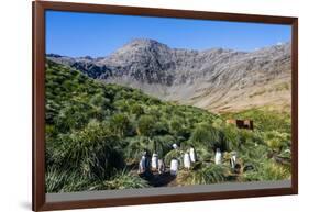 Gentoo Penguin (Pygoscelis papua) colony, Godthul, South Georgia, Antarctica, Polar Regions-Michael Runkel-Framed Photographic Print