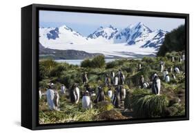 Gentoo penguin (Pygoscelis papua) colony, Prion Island, South Georgia, Antarctica, Polar Regions-Michael Runkel-Framed Stretched Canvas