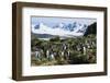Gentoo penguin (Pygoscelis papua) colony, Prion Island, South Georgia, Antarctica, Polar Regions-Michael Runkel-Framed Photographic Print