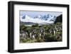 Gentoo penguin (Pygoscelis papua) colony, Prion Island, South Georgia, Antarctica, Polar Regions-Michael Runkel-Framed Photographic Print