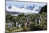 Gentoo penguin (Pygoscelis papua) colony, Prion Island, South Georgia, Antarctica, Polar Regions-Michael Runkel-Mounted Photographic Print