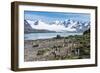 Gentoo penguin (Pygoscelis papua) colony, Prion Island, South Georgia, Antarctica, Polar Regions-Michael Runkel-Framed Photographic Print