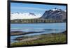 Gentoo penguin (Pygoscelis papua) colony, Prion Island, South Georgia, Antarctica, Polar Regions-Michael Runkel-Framed Photographic Print