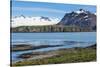 Gentoo penguin (Pygoscelis papua) colony, Prion Island, South Georgia, Antarctica, Polar Regions-Michael Runkel-Stretched Canvas