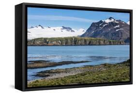 Gentoo penguin (Pygoscelis papua) colony, Prion Island, South Georgia, Antarctica, Polar Regions-Michael Runkel-Framed Stretched Canvas