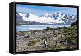 Gentoo penguin (Pygoscelis papua) colony, Prion Island, South Georgia, Antarctica, Polar Regions-Michael Runkel-Framed Stretched Canvas