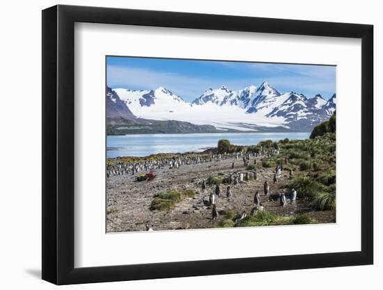 Gentoo penguin (Pygoscelis papua) colony, Prion Island, South Georgia, Antarctica, Polar Regions-Michael Runkel-Framed Photographic Print