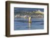 Gentoo Penguin (Pygoscelis Papua) Emerges from the Sea in Late Afternoon Light-Eleanor-Framed Photographic Print