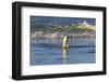 Gentoo Penguin (Pygoscelis Papua) Emerges from the Sea in Late Afternoon Light-Eleanor-Framed Photographic Print