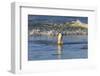 Gentoo Penguin (Pygoscelis Papua) Emerges from the Sea in Late Afternoon Light-Eleanor-Framed Photographic Print