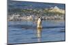 Gentoo Penguin (Pygoscelis Papua) Emerges from the Sea in Late Afternoon Light-Eleanor-Mounted Photographic Print