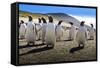 Gentoo Penguin (Pygoscelis Papua) Group Displays Inquisitive Behaviour-Eleanor-Framed Stretched Canvas