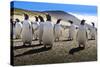Gentoo Penguin (Pygoscelis Papua) Group Displays Inquisitive Behaviour-Eleanor-Stretched Canvas
