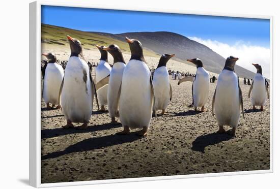 Gentoo Penguin (Pygoscelis Papua) Group Displays Inquisitive Behaviour-Eleanor-Framed Photographic Print