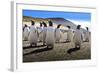 Gentoo Penguin (Pygoscelis Papua) Group Displays Inquisitive Behaviour-Eleanor-Framed Photographic Print