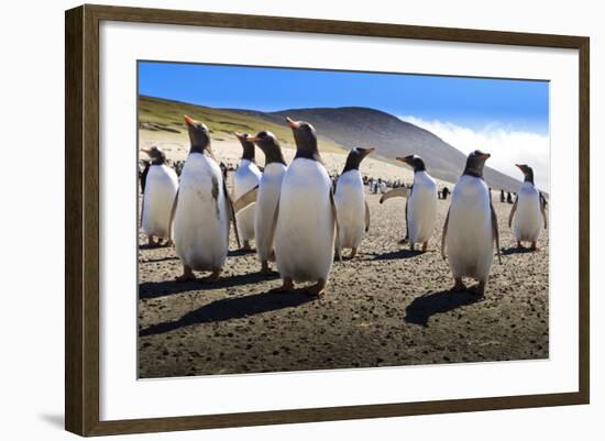 Gentoo Penguin (Pygoscelis Papua) Group Displays Inquisitive Behaviour-Eleanor-Framed Photographic Print