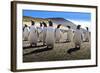 Gentoo Penguin (Pygoscelis Papua) Group Displays Inquisitive Behaviour-Eleanor-Framed Photographic Print