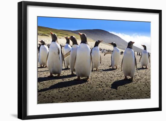 Gentoo Penguin (Pygoscelis Papua) Group Displays Inquisitive Behaviour-Eleanor-Framed Photographic Print