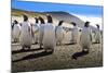 Gentoo Penguin (Pygoscelis Papua) Group Displays Inquisitive Behaviour-Eleanor-Mounted Photographic Print