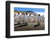 Gentoo Penguin (Pygoscelis Papua) Group Displays Inquisitive Behaviour-Eleanor-Framed Photographic Print