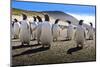 Gentoo Penguin (Pygoscelis Papua) Group Displays Inquisitive Behaviour-Eleanor-Mounted Photographic Print