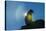 Gentoo penguin (Pygoscelis papua) in backlight, Brown Bluff, Antarctica, Polar Regions-Michael Runkel-Stretched Canvas