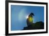 Gentoo penguin (Pygoscelis papua) in backlight, Brown Bluff, Antarctica, Polar Regions-Michael Runkel-Framed Photographic Print