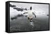 Gentoo Penguin (Pygoscelis Papua) Jumping Out of the Sea-Ben Cranke-Framed Stretched Canvas