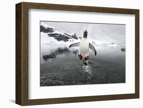 Gentoo Penguin (Pygoscelis Papua) Jumping Out of the Sea-Ben Cranke-Framed Photographic Print