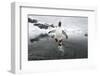 Gentoo Penguin (Pygoscelis Papua) Jumping Out of the Sea-Ben Cranke-Framed Photographic Print