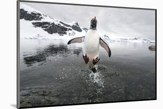 Gentoo Penguin (Pygoscelis Papua) Jumping Out of the Sea-Ben Cranke-Mounted Photographic Print