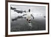 Gentoo Penguin (Pygoscelis Papua) Jumping Out of the Sea-Ben Cranke-Framed Photographic Print