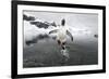 Gentoo Penguin (Pygoscelis Papua) Jumping Out of the Sea-Ben Cranke-Framed Photographic Print