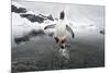 Gentoo Penguin (Pygoscelis Papua) Jumping Out of the Sea-Ben Cranke-Mounted Photographic Print