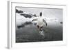 Gentoo Penguin (Pygoscelis Papua) Jumping Out of the Sea-Ben Cranke-Framed Photographic Print