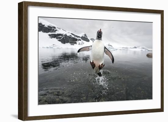 Gentoo Penguin (Pygoscelis Papua) Jumping Out of the Sea-Ben Cranke-Framed Photographic Print