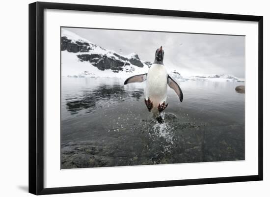 Gentoo Penguin (Pygoscelis Papua) Jumping Out of the Sea-Ben Cranke-Framed Photographic Print