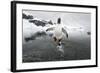 Gentoo Penguin (Pygoscelis Papua) Jumping Out of the Sea-Ben Cranke-Framed Photographic Print