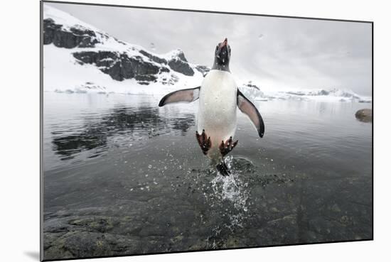 Gentoo Penguin (Pygoscelis Papua) Jumping Out of the Sea-Ben Cranke-Mounted Photographic Print